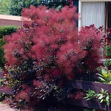 Скумпия 'Ройял Перпл' / Cotinus 'Royal Purple'