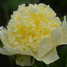 Пион 'Голдилокс' / Paeonia  'Goldilocks'