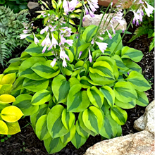 Хоста 'Луна Мос' / Hosta 'Luna Moth'