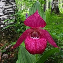 Башмачок крупноцветковый / Cypripedium macranthos