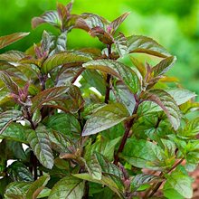 Мята 'Чоколэйт' / Mentha piperita 'Chocolata'