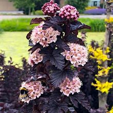 Пузыреплодник калинолистный 'Пантер' / Physocarpus opulifolius 'Panther'