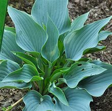 Хоста 'Перпл Вертикулэйтэд Эльф' / Hosta 'Purple Vermiculated Elf'