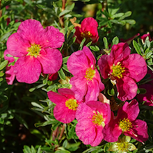 Лапчатка кустарниковая 'Беллисима' / Potentilla fruticosa 'Bellissima'