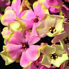 Флокс метельчатый 'Шербет Блэнд' / Phlox paniculata 'Sherbet Blend'