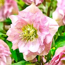 Морозник восточный 'Дабл Лайт Роуз' / Helleborus orientalis 'Double Light Rose'