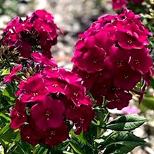 Флокс метельчатый 'Бамбини Черри Краш' / Phlox paniculata Bambini Cherry Crush