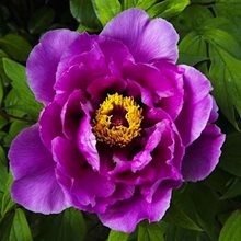 Пион Ито-гибрид 'Сонома Аметист'  /   Paeonia  Itoh 'Sonoma Amethyst'