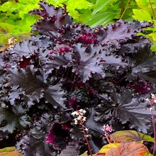 Гейхера ‘Блэк Таффета’  / Heuchera ‘Black Taffeta’