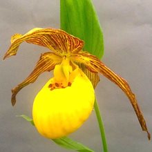 Башмачок 'Инге' / Cypripedium 'Inge'