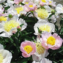 Пион 'Гардэн Лэйс' / Paeonia lactiflora 'Garden Lace'