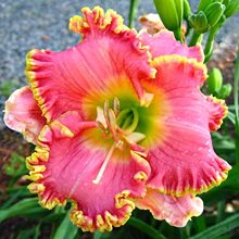 Лилейник 'Дивас Чойс' / Hemerocallis 'Diva's Choice'