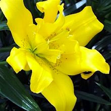 Лилия 'Сандью' / Lilium 'Sundew'