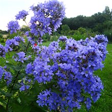 Колокольчик молочноцветковый 'Причардз Вэраети' / Campanula lact. 'Prichard's Variety'