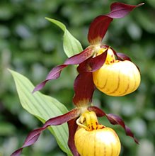 Башмачок   Чанси  /                Cypripedium Chauncey