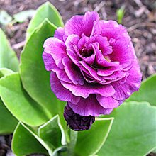 Примула ушковая 'Ксавьер' / Primula  auricula 'Xavier'