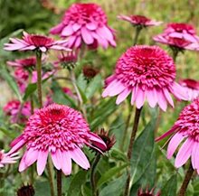 Эхинацея ‘Саммер Кэнди‘ / Echinacea ‘Summer Candy’