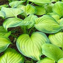 Хоста 'Гуакамоле' / Hosta  'Guakamole'