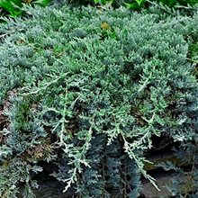 Можжевельник горизонтальный 'Вилтони' / Juniperus horizontalis 'Wiltonii'