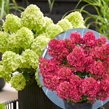 Гортензия метельчатая 'Петит Черри' / Hydrangea paniculata 'Petit Cherry'