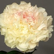 Пион 'Саммер Глоу ' / Paeonia lactiflora 'Summer Glow'