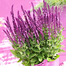 Шалфей 'Сенсэйшн Брайт Роуз' / Salvia nemorosa 'Sensation Comp. Bright Rose'