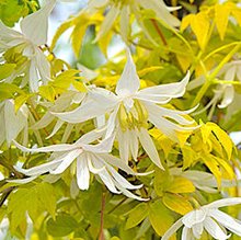 Клематис альпийский 'Люминоус Сноу' / Clematis alpina 'Luminous Snow'