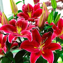 Лилия 'Мару' / Lilium 'Maru'