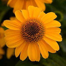 Эхинацея 'Гранада Голд Сомбреро' / Echinacea 'Granada Gold Sombrero'