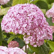 Гортензия древовидная 'Кэндибель Баблгам' / Hydrangea arb. 'Candybelle  Bubblegum'