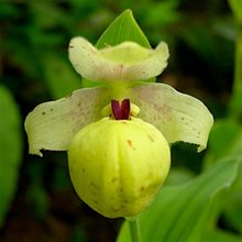 Башмачок желтый /  Cypripedium flavum