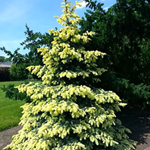 Ель колючая 'Белобок' / Picea pungens 'Bialobok'