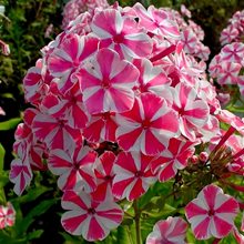 Флокс метельчатый 'Пепперминт Твист' / Phlox paniculata 'Pepрermint Twist'