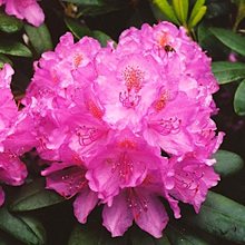 Рододендрон гибридный  'Розеум Элеганс' / Rhododendron hybriden 'Roseum Elegans'