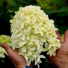 Гортензия метельчатая 'Скайфолл' / Hydrangea paniculata 'Skyfall'