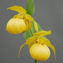 Башмачок 'Барри Филлипс' / Cypripedium 'Barry Phillips'