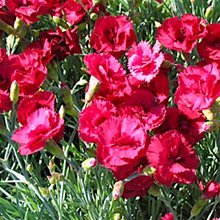 Гвоздика серовато-голубая Рубин / Dianthus grat. 'Rubin'