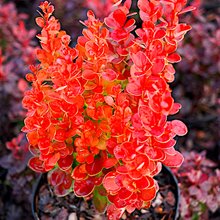 Барбарис 'Вулкано' / Berberis thunbergii 'Vulkano'