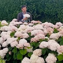 Гортензия древовидная 'Кэндибель Маршмэллоу' / Hydrangea arb. 'Candybelle  Marshmallow'