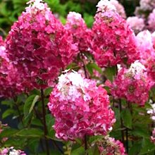 Гортензия метельчатая 'Самарская Лидия' / Hydrangea paniculata 'Samarskya Lydia'