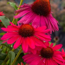 Эхинацея 'Свит Медоу Мама' / Echinacea 'Sweet Meadow Mama'