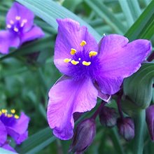 Традесканция 'Конкорд Грэйп' / Tradescantia 'Concord Grape'