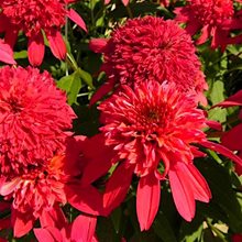 Эхинацея 'Рэспберри' / Echinacea  Double Scoop 'Raspberry'