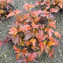 Пузыреплодник калинолистный 'Мэджик Санрайз' / Physocarpus opulifolius 'Magic Sunrise'