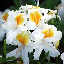 Рододендрон листопадный 'Уайт Мелоди' / Rhododendron luteum 'White Melody'