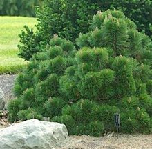 Сосна черная 'Хельга' / Pinus nigra 'Helga'