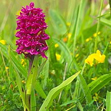 Пальчатокоренник майский / Dactylorhiza majalis