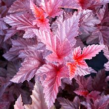 Пузыреплодник калинолистный 'Шух' / Physocarpus opulifolius 'Schuch'