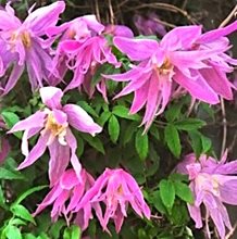 Клематис 'Балет Скерт' / Clematis alpina 'Ballet Skirt'