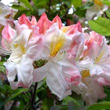 Рододендрон листопадный 'Сильфидес' / Rhododendron luteum 'Sylphides'